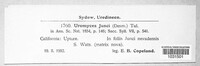 Uromyces junci image